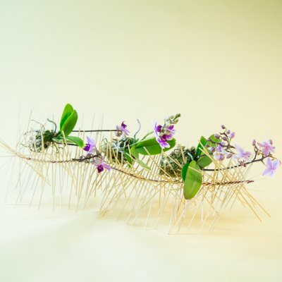 Original orchid designs