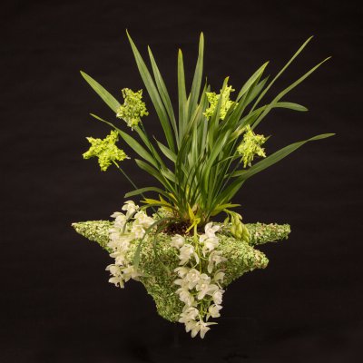 Ice Cascade Cymbidium with a Christmas feel