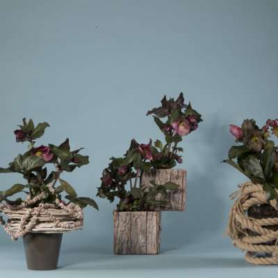 Fast wintery Hellebore 'Frostkiss' arrangements