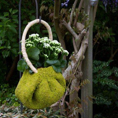 Hanging design with Kalanchoë Hanging design with Kalanchoë