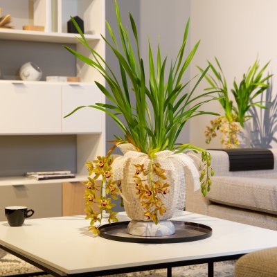 Cascade Cymbidium Argiro in a Urban Modern style