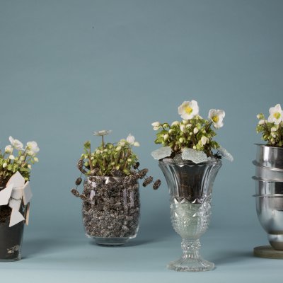 Verboom Beauty Helleborus winter arrangements