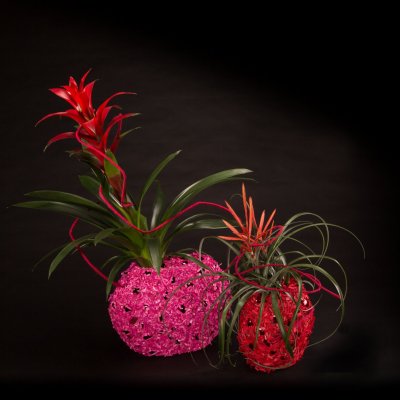 Festive Bromeliads