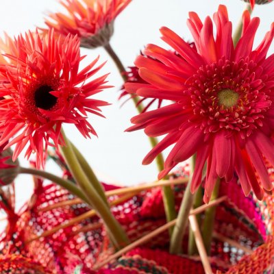 Colourful mini Gerbera's for Mother's Day