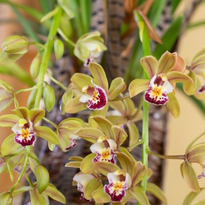 Fresh and natural en natuurlijk Cascade Cymbidium arrangement Fresh and natural en natuurlijk Cascade Cymbidium arrangement