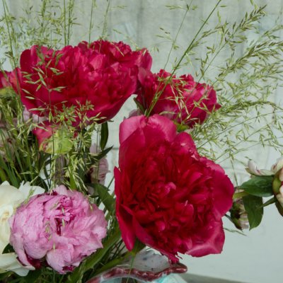 Peonies in an Italian vase