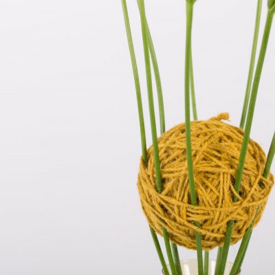 A close-knit Freesia construction
