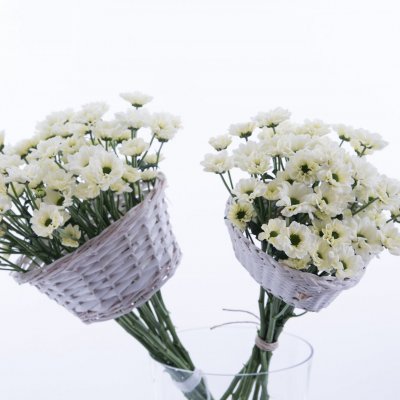 Quick and original Chrysanthemums