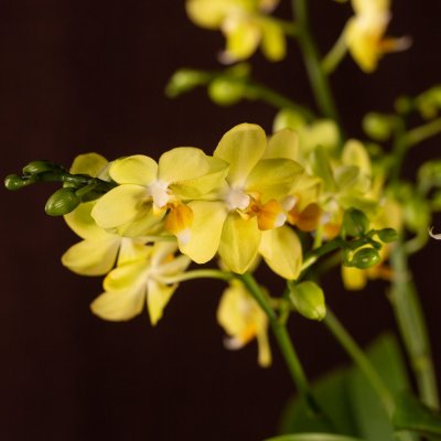 Christmas multiflora Phalaenopsis