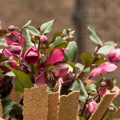Playful Hellebore Frostkiss arrangement