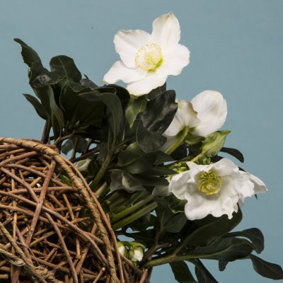 Helleborus 'Niger' wicker sphere