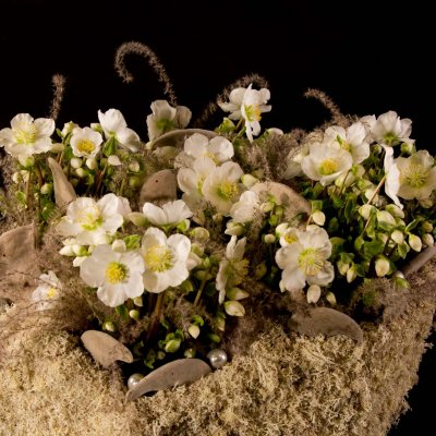 Verboom Beauty Hellebores winter arrangement