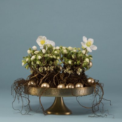 Subtle Christmas arrangement with Hellebore 'Verboom Beauty'