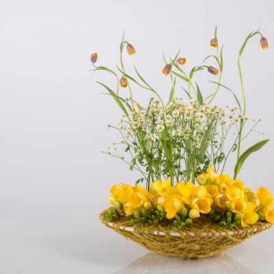 #FreestyleFreesia: a Freesia-filled garden