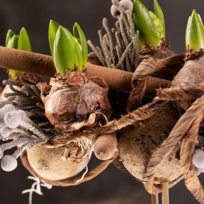 Christmas with Hyacinthus bulbs and Amaryllis bulbs