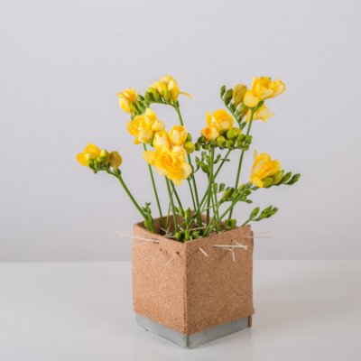 Freesia cube