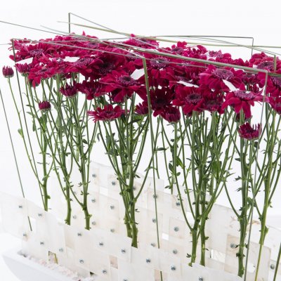 Elegant design with Stresa Purple