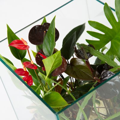 Anthurium terrarium