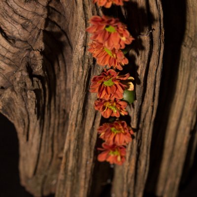 Pretty autumn flower jewel: Pimento Orange