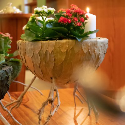 Advent arrangement with Kalanchoë