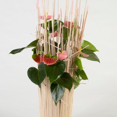 Pink Anthurium arrangement