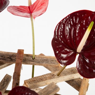 cut Anthuriums in wooden frame cut Anthuriums in wooden frame