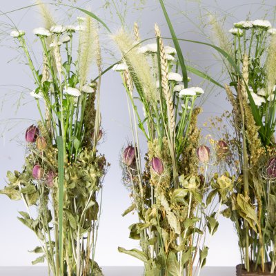 Pizarro and dried flowers