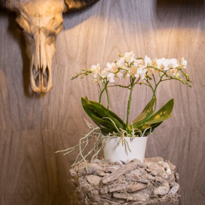 Orchids on a pedestal