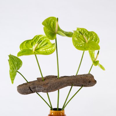 Anthurium frame bouquet  Anthurium frame bouquet