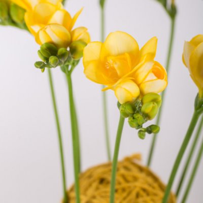 A close-knit Freesia construction