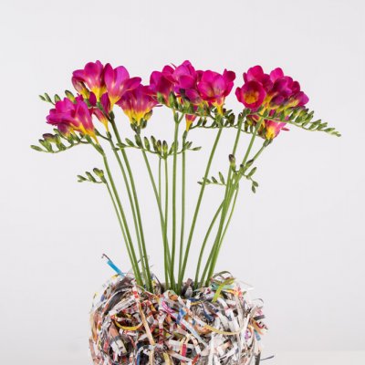 Colourful clutter with Freesia