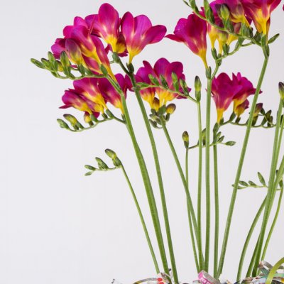 Colourful clutter with Freesia