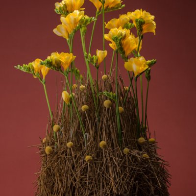 Yellow Freesia mountain