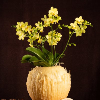 Christmas multiflora Phalaenopsis