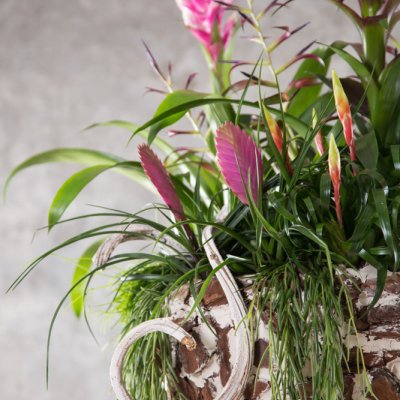 Lush Bromeliad plant arrangement idea