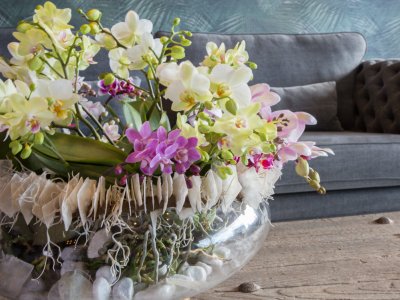 an orchid eye-catcher an orchid eye-catcher