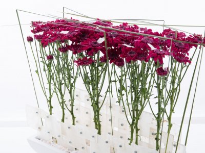 Elegant design with Stresa Purple