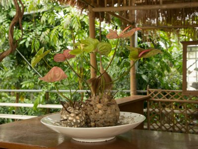 Artistic Anthurium summer design Artistic Anthurium summer design