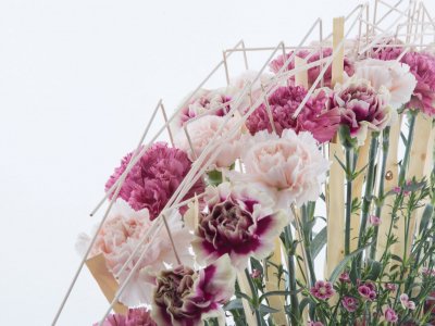 Boat with Dianthus Boat with Dianthus