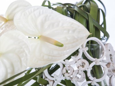 Cut Anthurium Christmas design