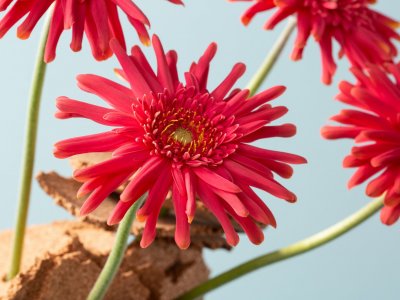Simple Mother's Day idea with mini Gerberas