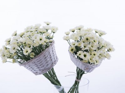 Quick and original Chrysanthemums