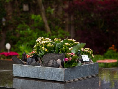 Garden with Kalanchoë