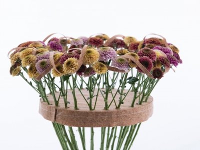 Colourful Chrysanthemum 'Doria' bouquet