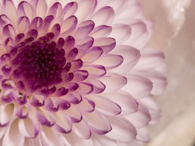 Wedding bouquets Wedding bouquets