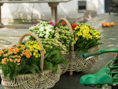 Baskets full of Kalanchoe