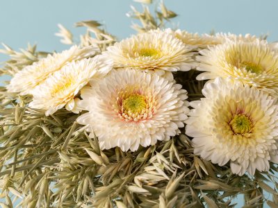 Summer flowers Summer flowers