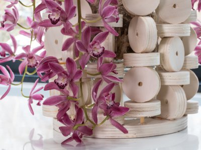 Cascade Cymbidium Anisa and wood Cascade Cymbidium Anisa and wood