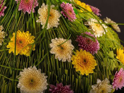 Sorbet Chrysanthemums Sorbet Chrysanthemums