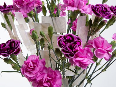 Elegantly arranged Dianthus bouquet